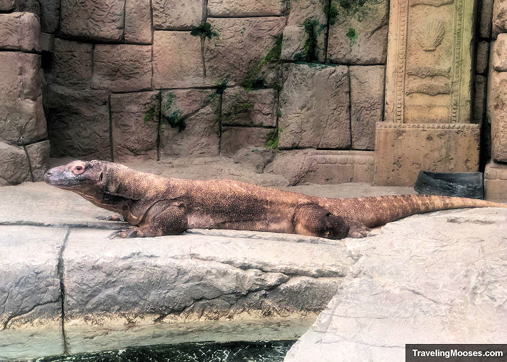 Komodo Dragon at Mandalay Bay Aquarium Shark Reef