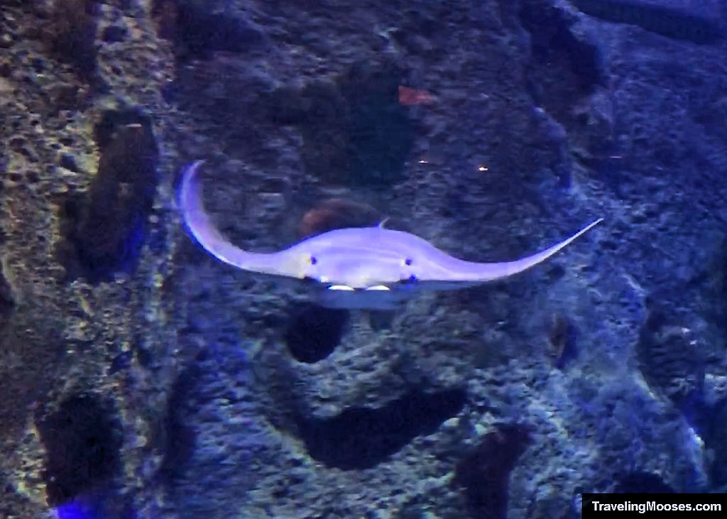 Manta Ray at Shark Reef Aquarium Manadalay Bay