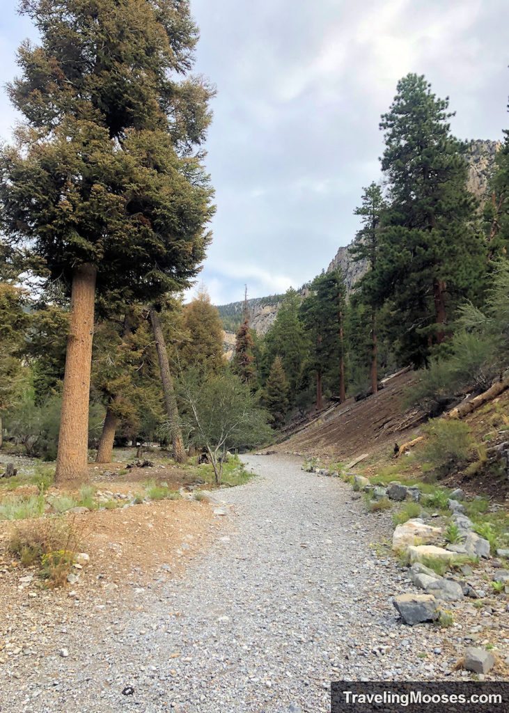 Flat trail with gravel lined by trees at the Mary Jane Falls Trailhead