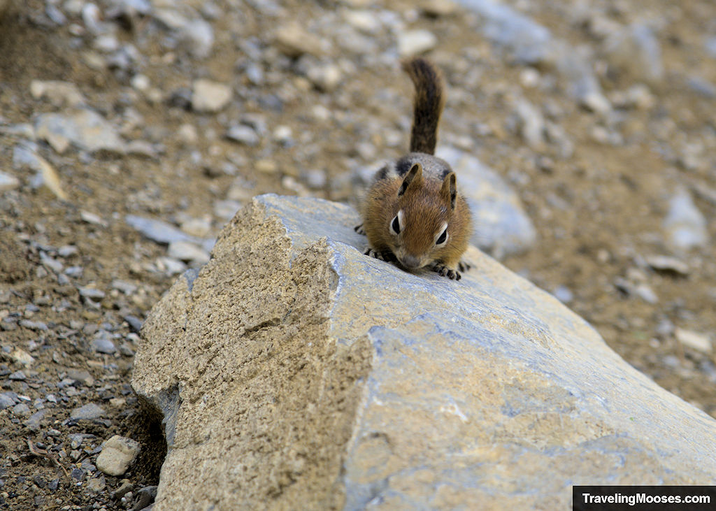 Palmer Chipmunk on a rock at Mary Jane Falls