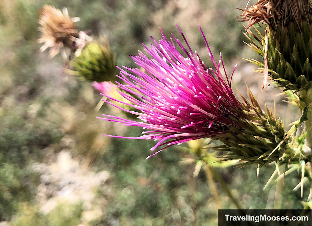 Pink Thistle Flower