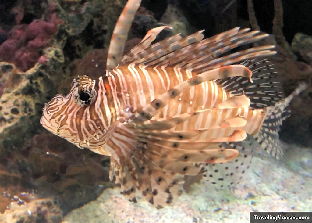 Red Lionfish Mandalay Bay Shark Reef Aquarium