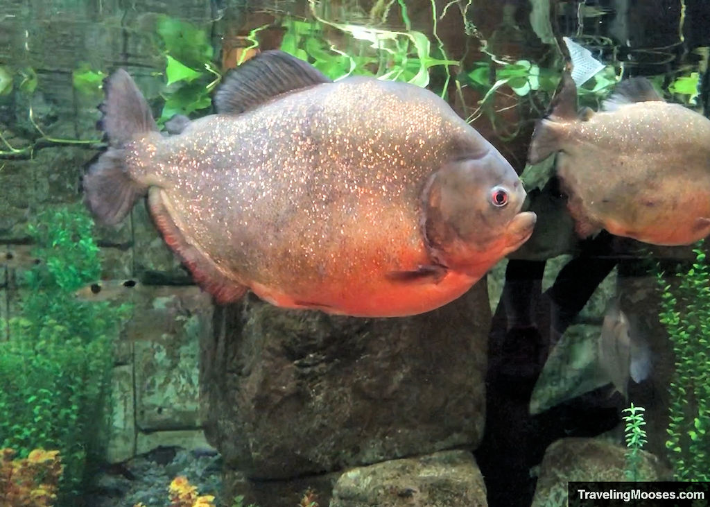 Red bellied piranha Shark Reef Aquarium