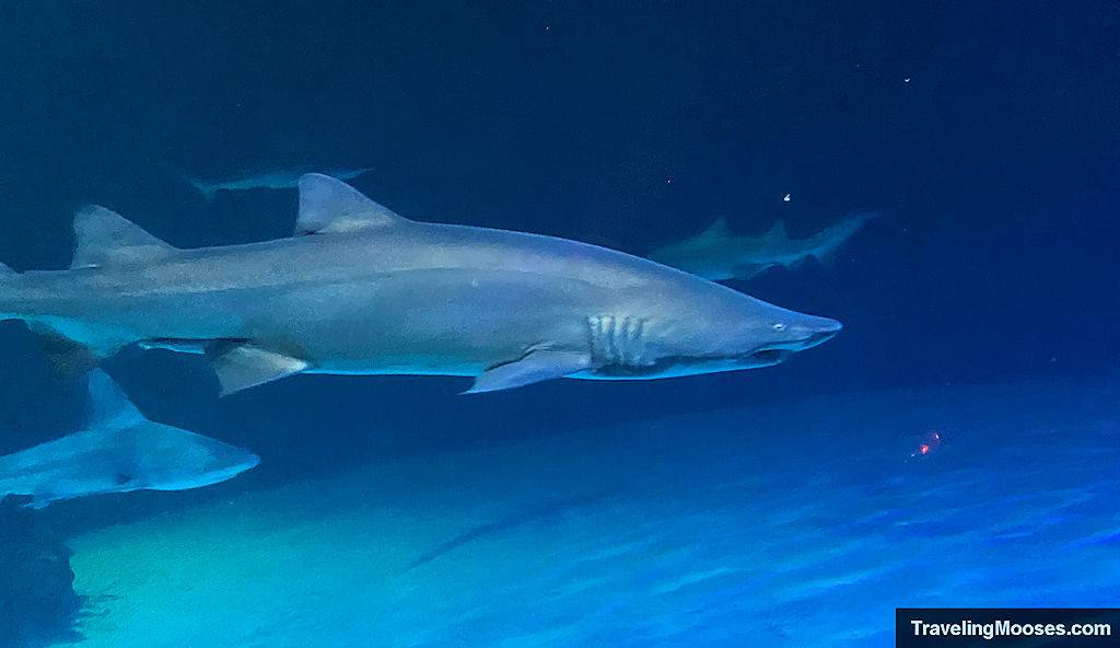 Sand Tiger Shark at Shark Reef Aquarium Mandalay Bay