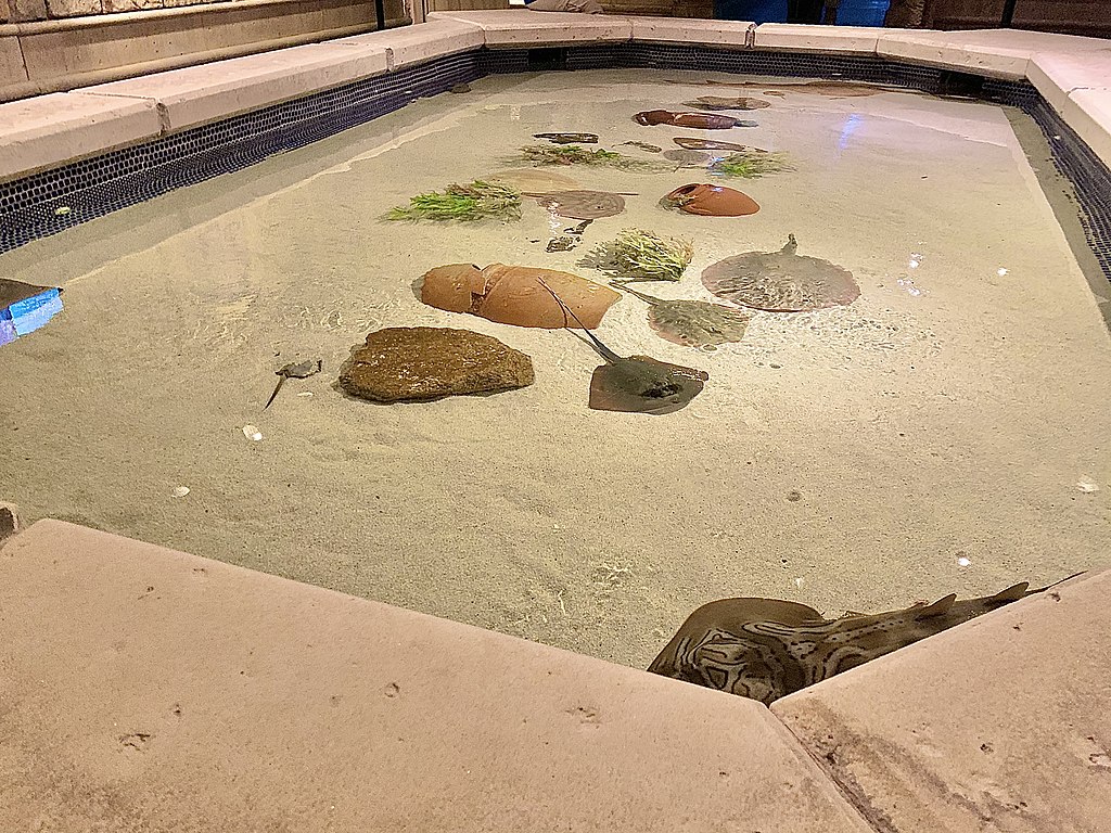 Shark Reef Aquarium Touchpool