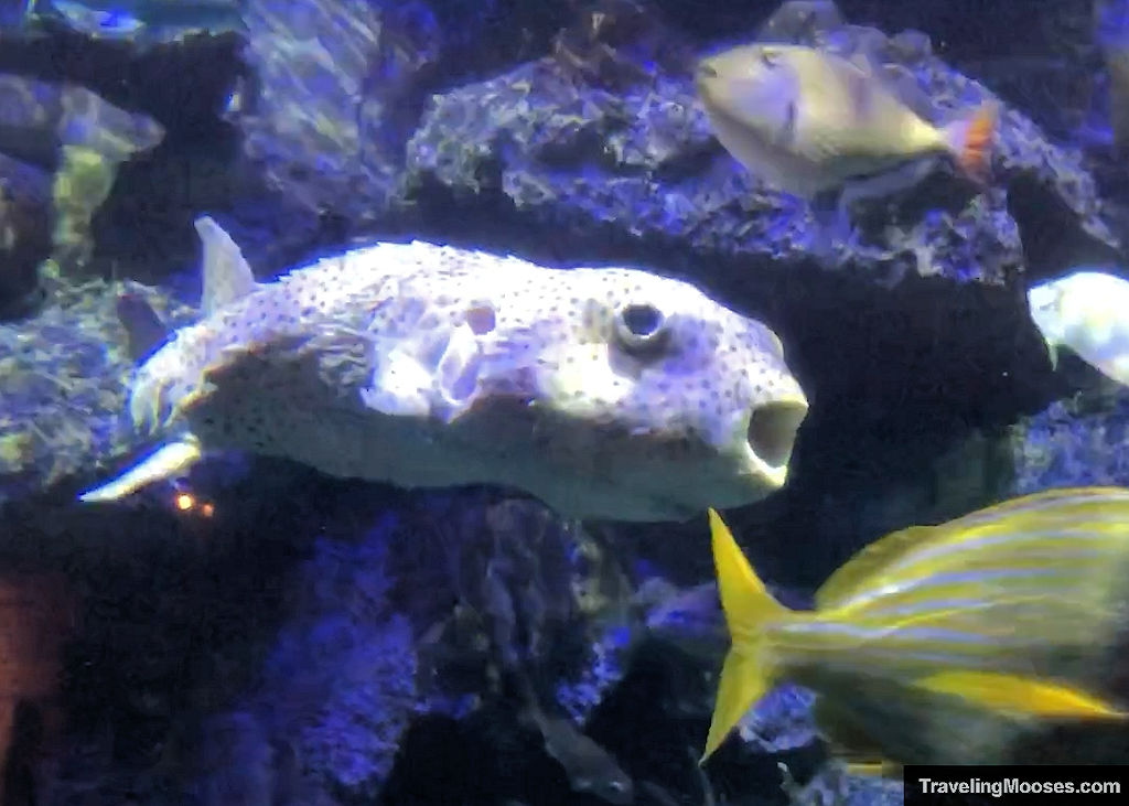 Spot Fin Porcupinefish at Shark Reef Aquarium