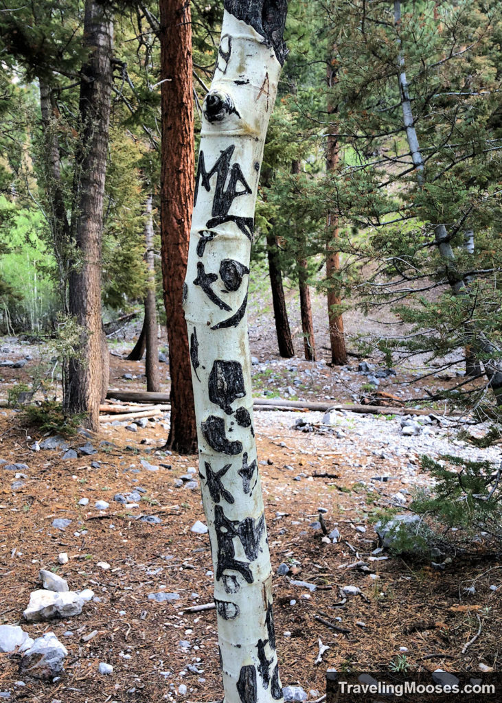 Tree graffiti along Mary Jane Falls