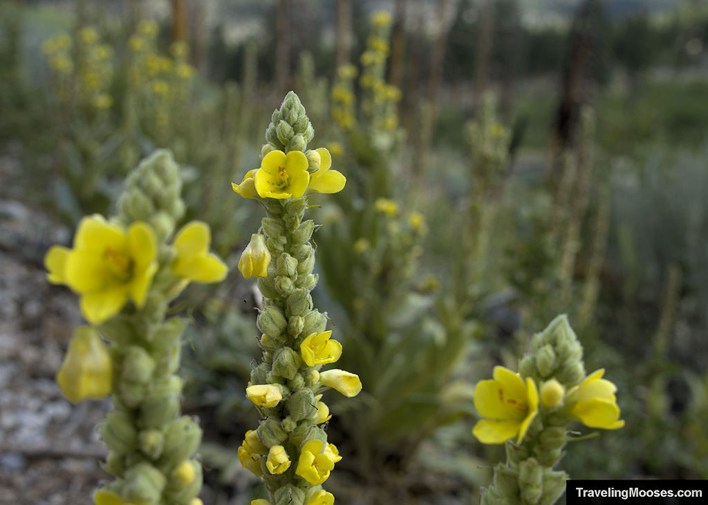 Yellow flowring Common Mullein in full bloom