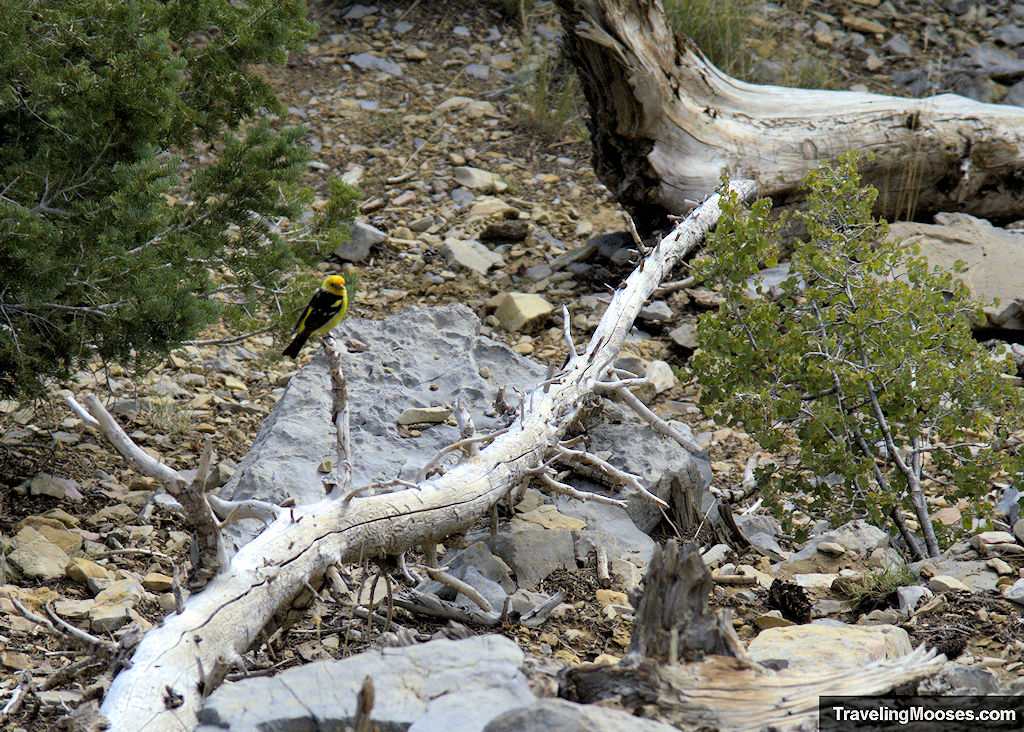 A yellow and orange Western Tanager Bird at Echo Overlook Mt. Charleston