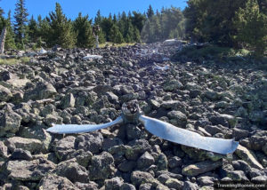 Humphreys Peak: Hike The Highest Peak In AZ (& B-24 Crash Site)