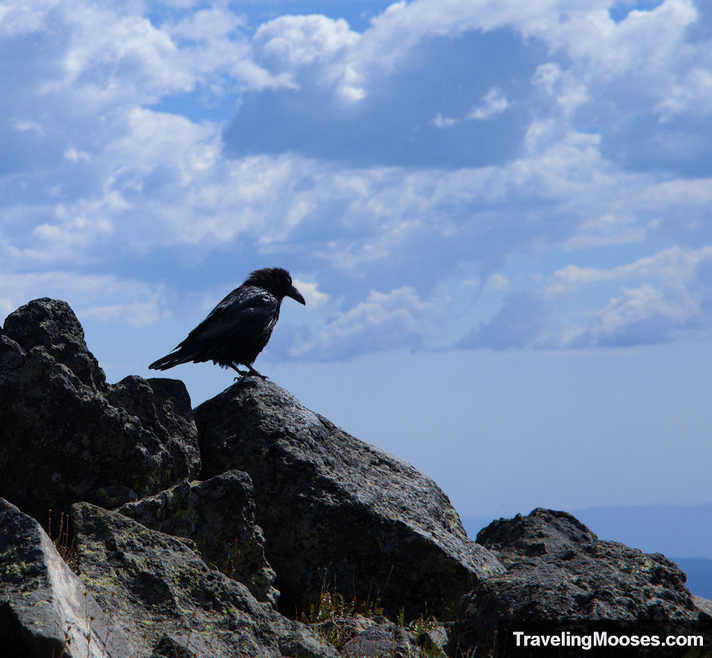 Humphreys Peak Raven