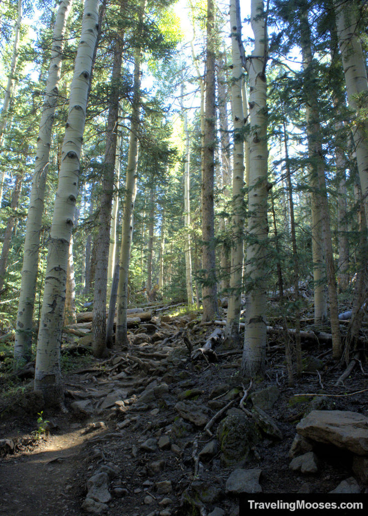 Humphreys Peak Trail Roots and Rocks on the Trail