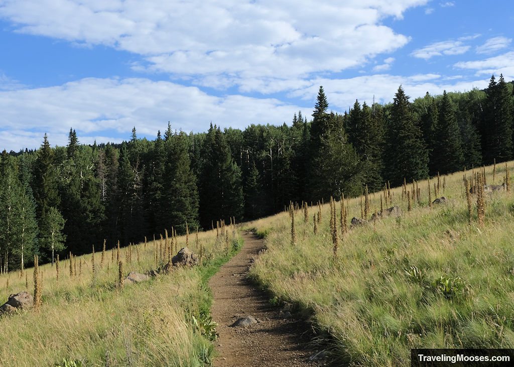 Meadow at start of Humphreys Peak Trail