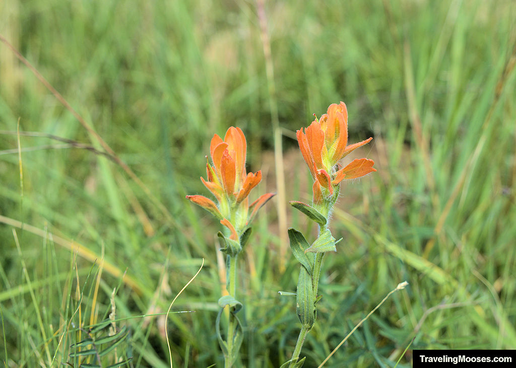 Orange Wildflowers