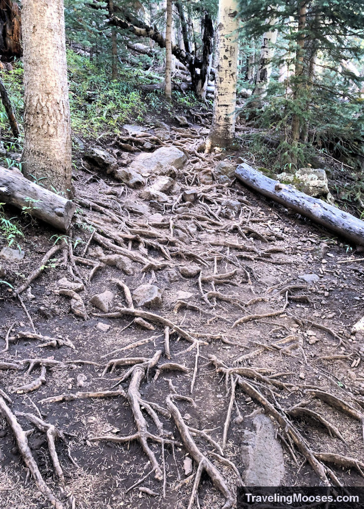 Tree roots on Humphreys Peak Trail