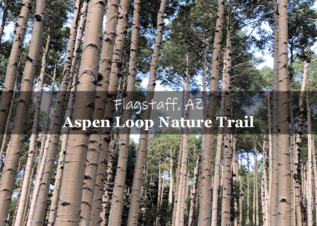 Aspen Loop Trail Flagstaff Arizona