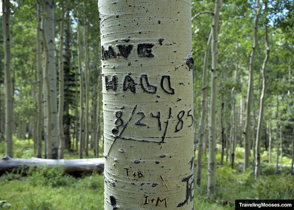 Aspen tree with graffiti