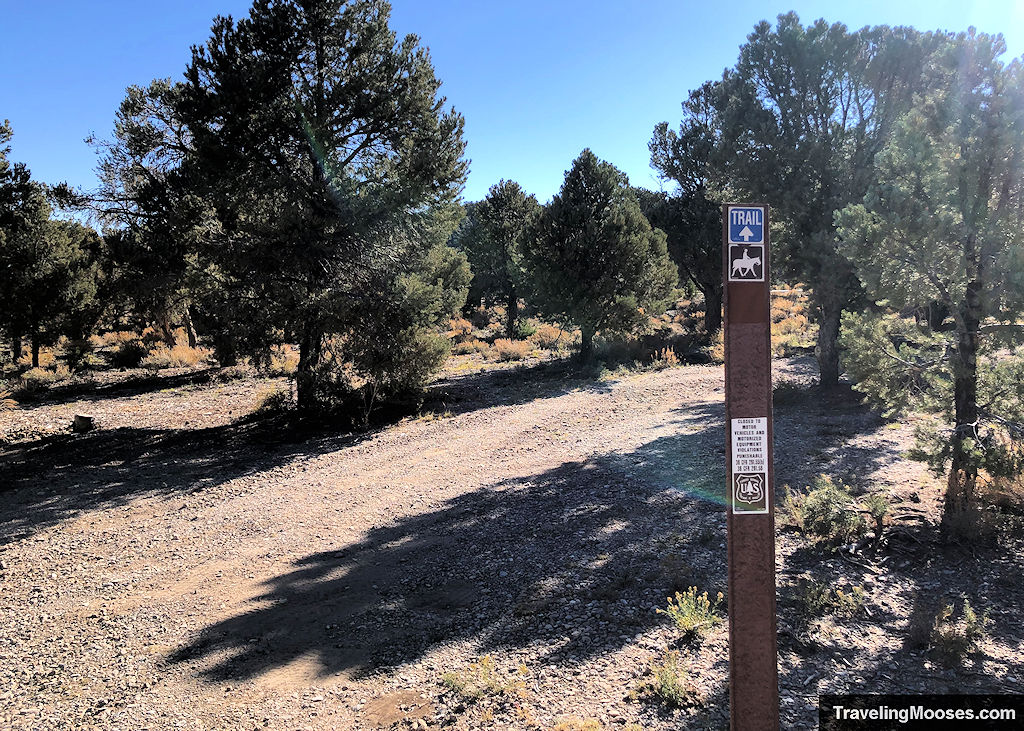 Blue Tree loop trail near trail start