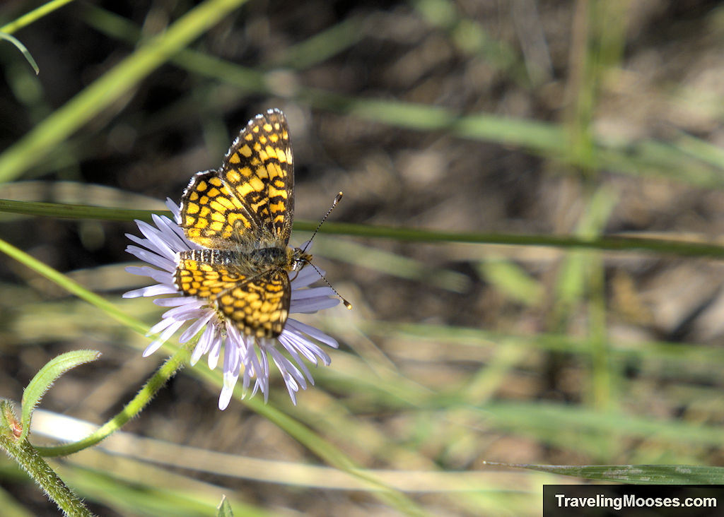 Butterfly along Aspen Loop Trail