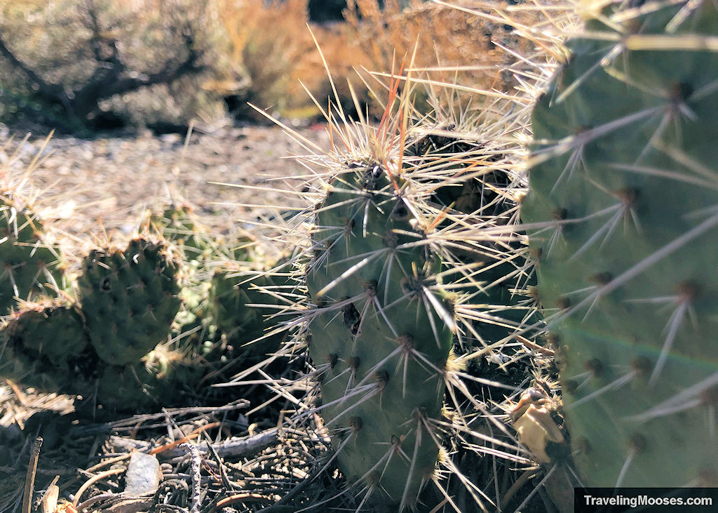 Cactus along Sawmill Loop Trail