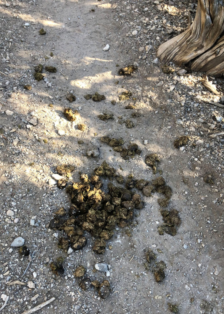 Horse droppings on sawmill trail