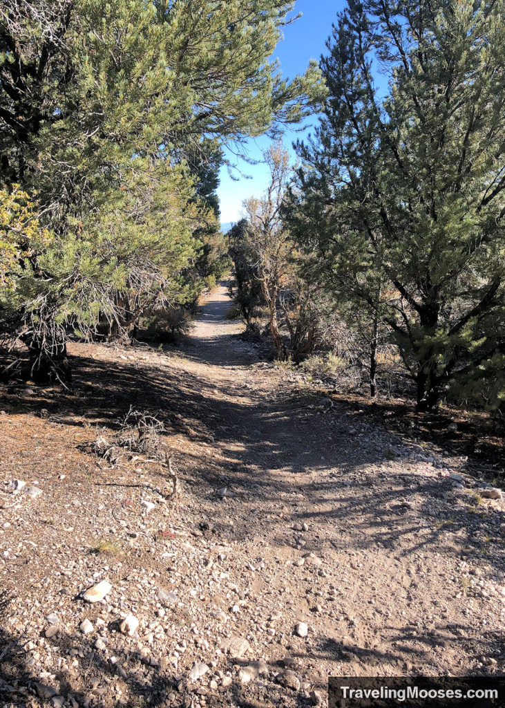 Juniper trees along sawmill loop trail