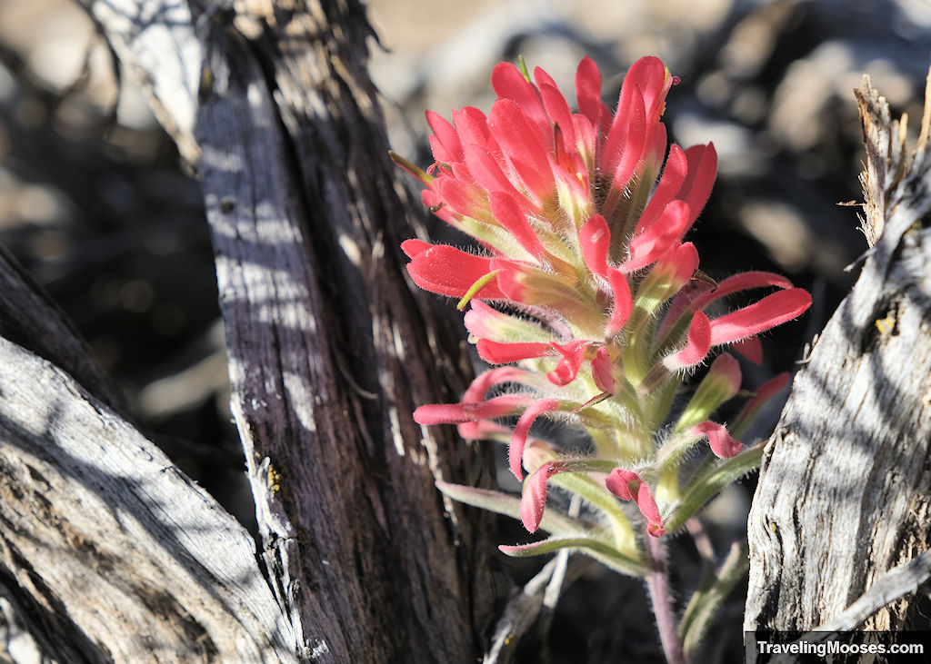 Red wildflowers sawmill loop trail