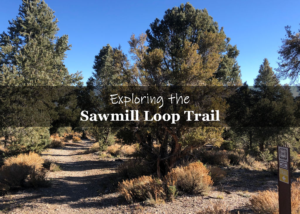 Sawmill Loop Trail Mount Charleston Nevada