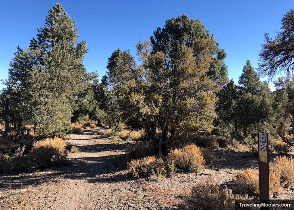 Trail fork along Sawmill Loop Trail