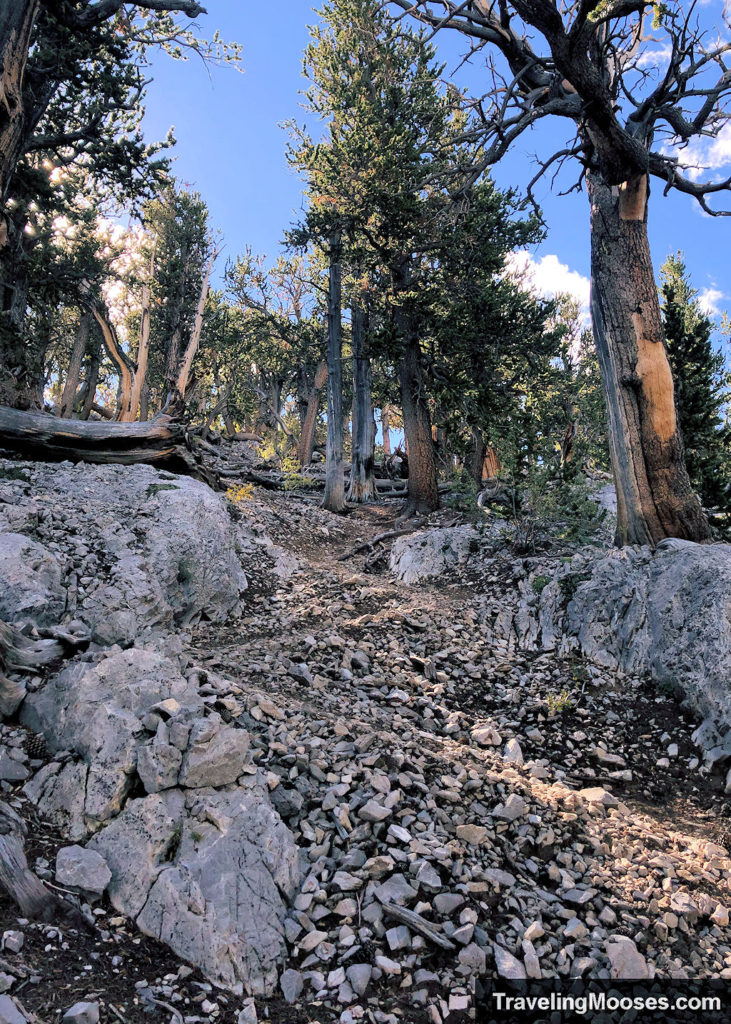 Trail to Fletcher Peak