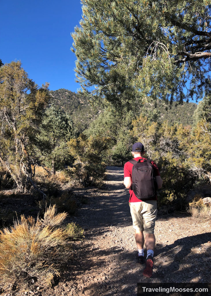 Walking along Sawmill loop trail