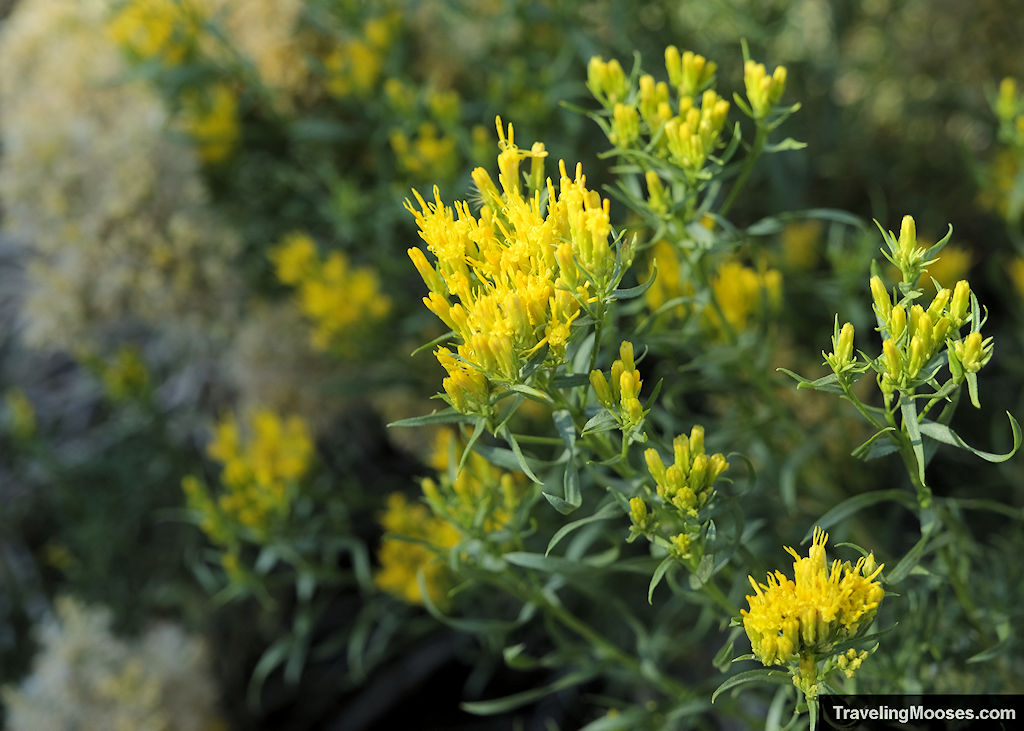 Yellow Wildflowers along Sawmill Trail