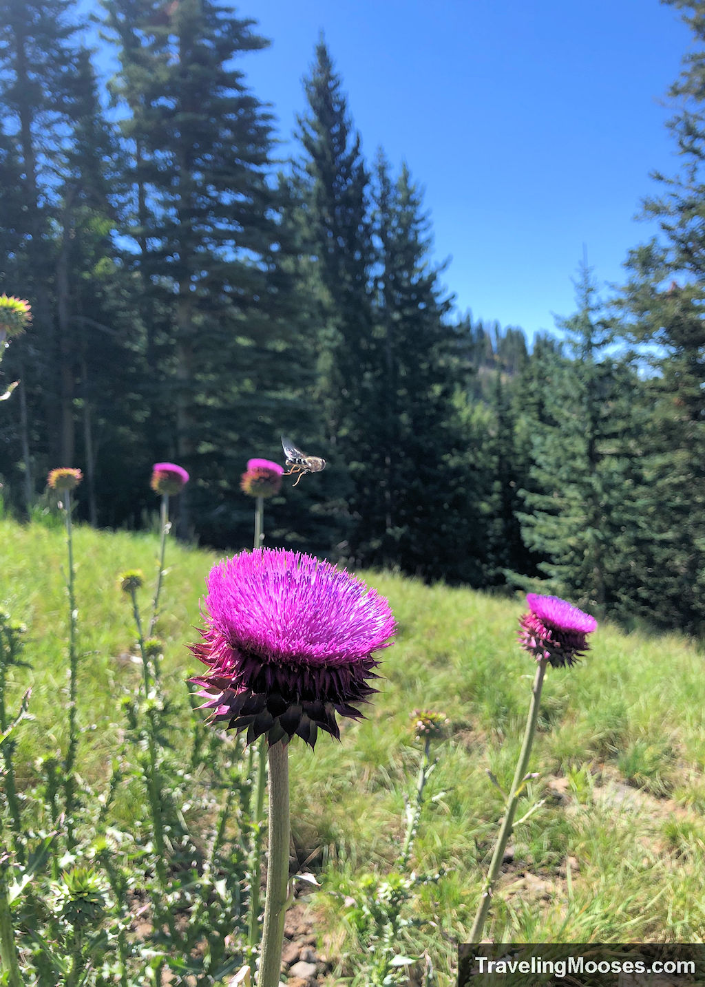 Purple wildflowers in a meadow with a bee hovering over it 