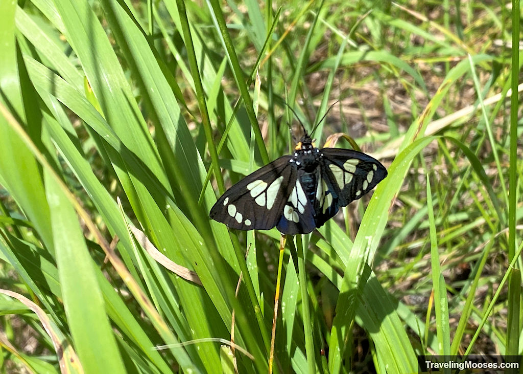 Black and white butterfly shown resting on a blade of grass