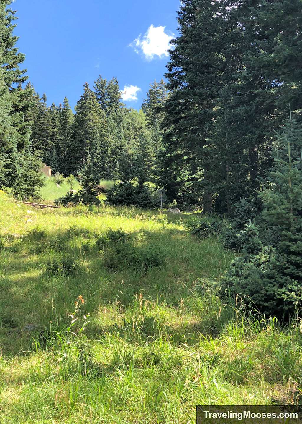 Disc golf basket show up a grass field in the shadow of some tall trees