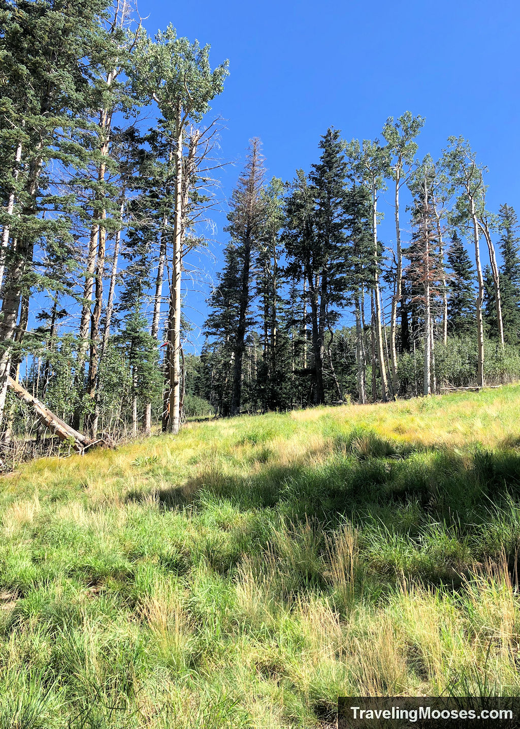 A grove of trees shown near humphreys peak on disc golf course