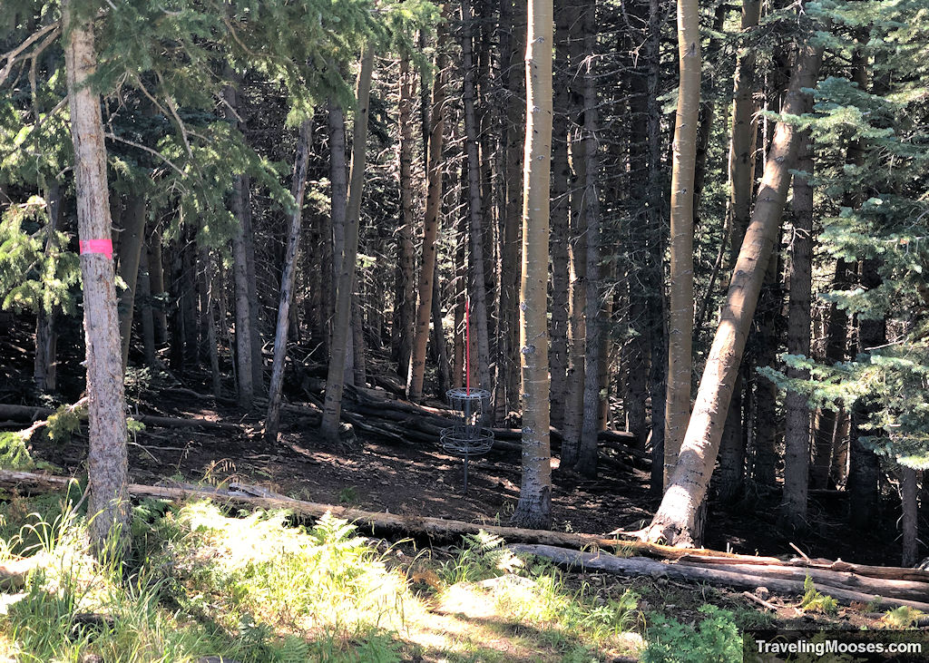 Wooded area with disc golf basket number 4