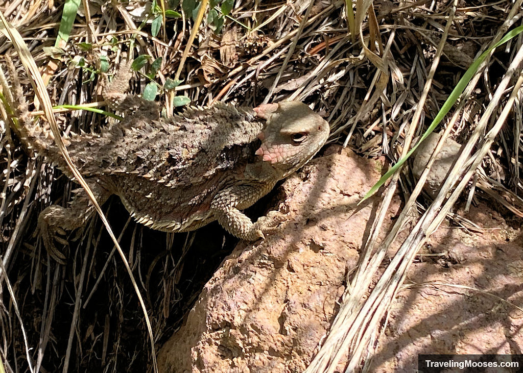 Horned lizard