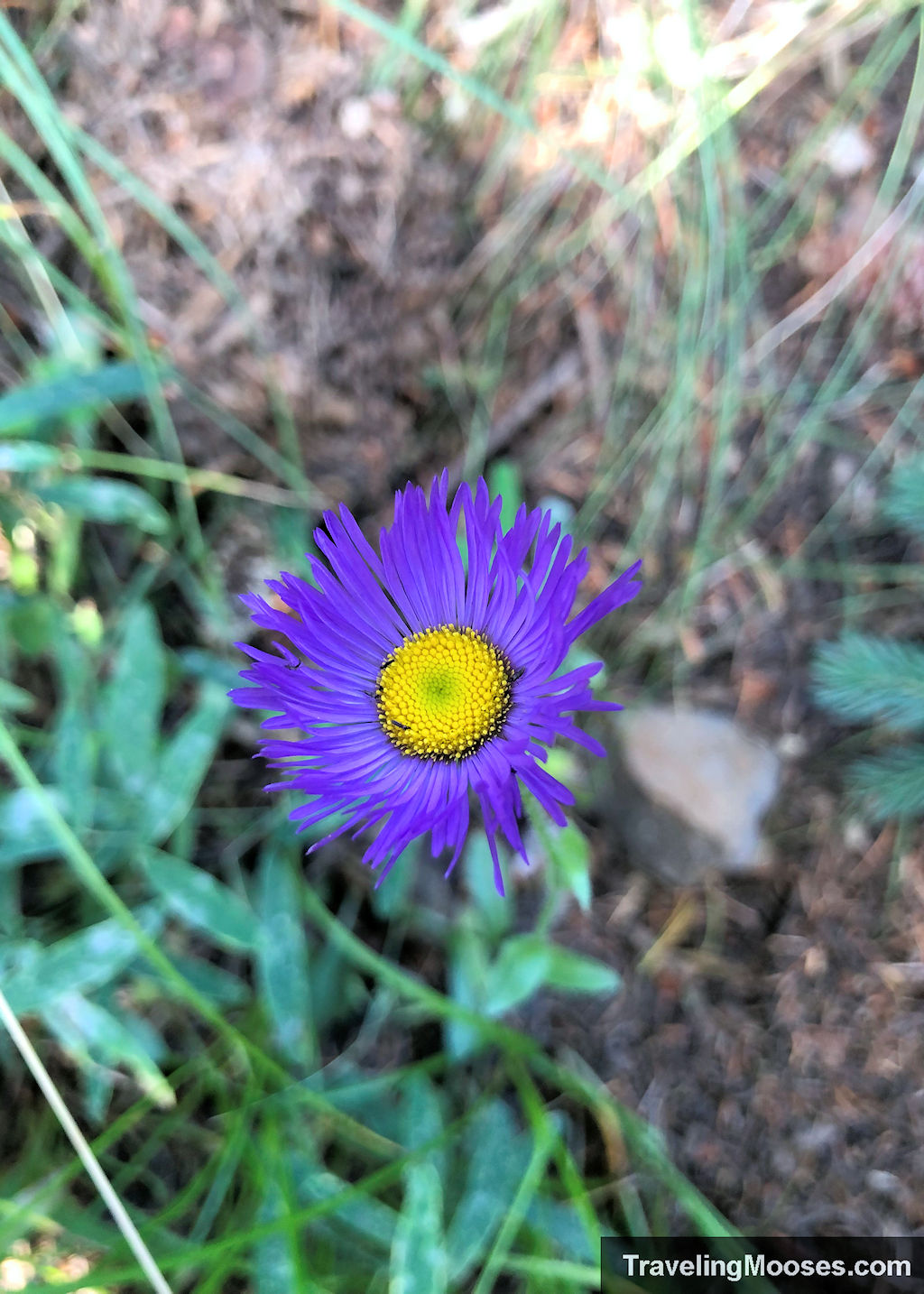 A purple wildflower with a bright yellow center