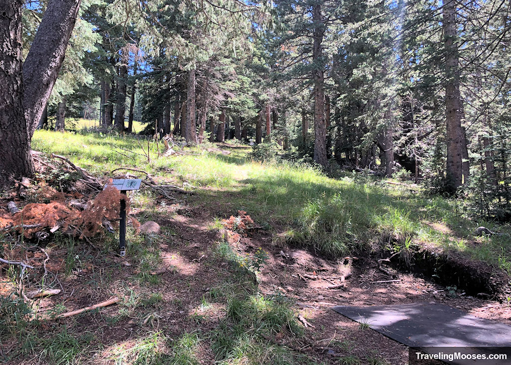 Tee box shown for hole 11 with trees in the background