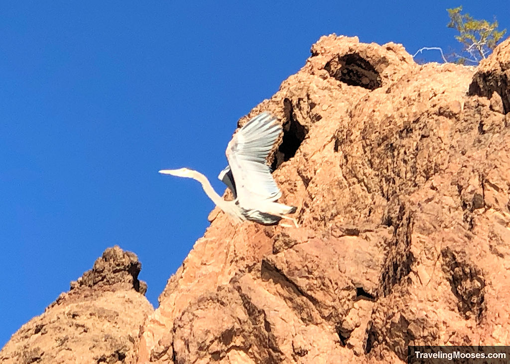 Blue Heron flying off cliff