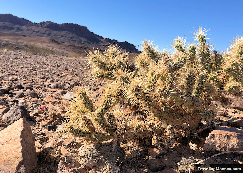 Prickly catcus with mountains in the background