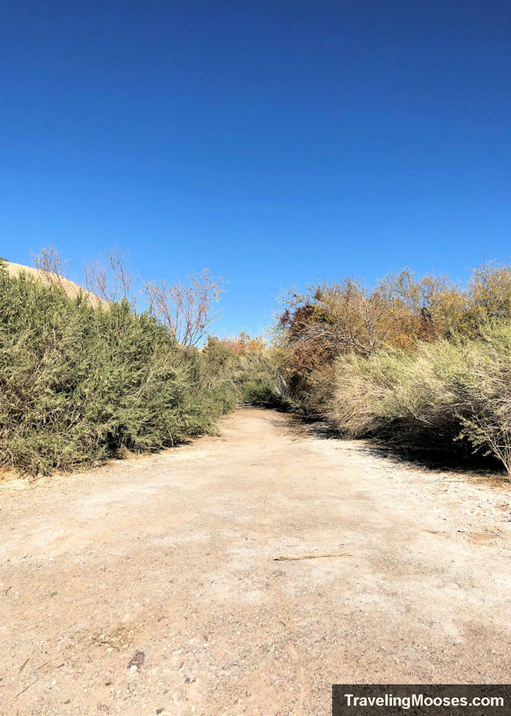 Sand path surrounded by desert foilage