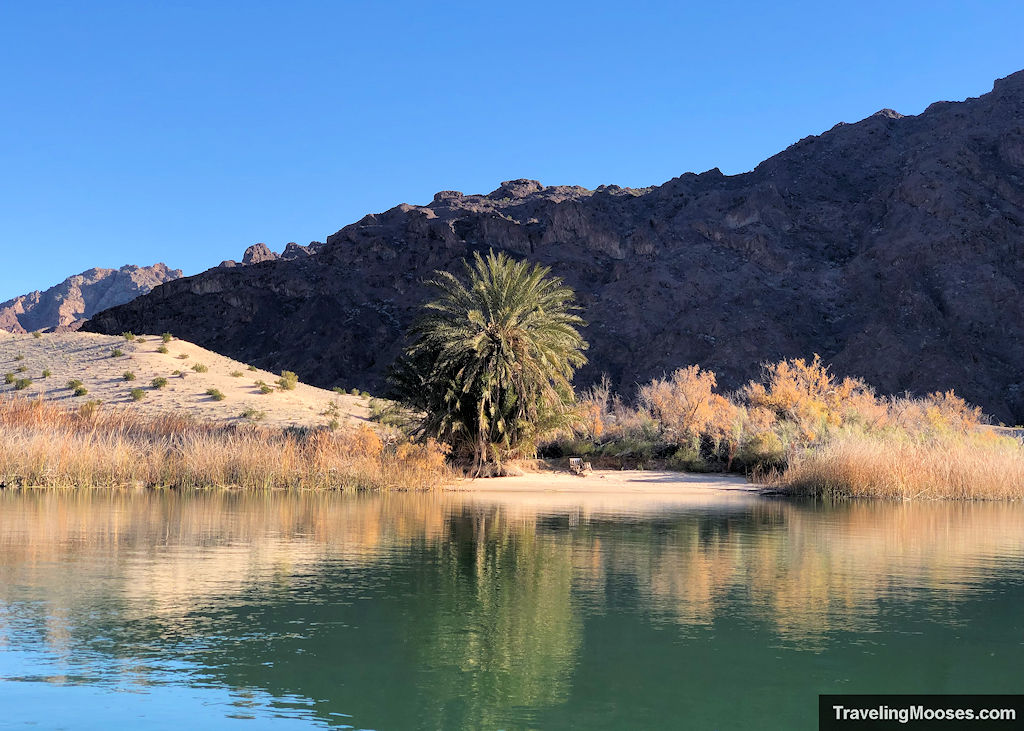 large palm tree with chair along sandy shore of colorado river