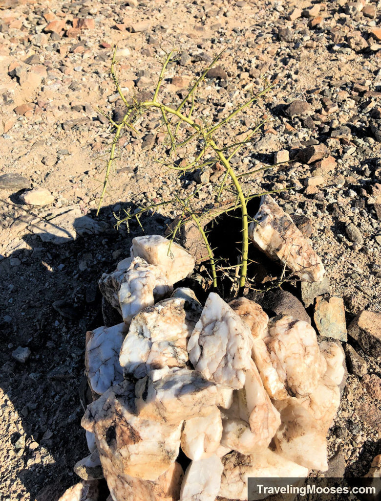 Cactus in an outdoor rock vase