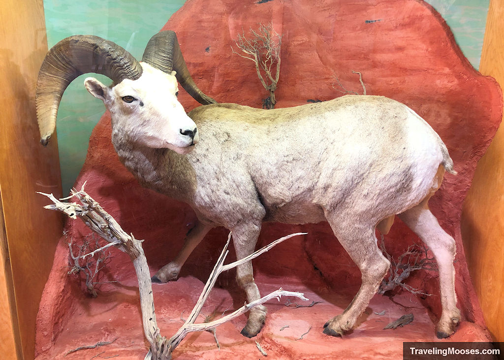Big horn sheep replica in a visitor center