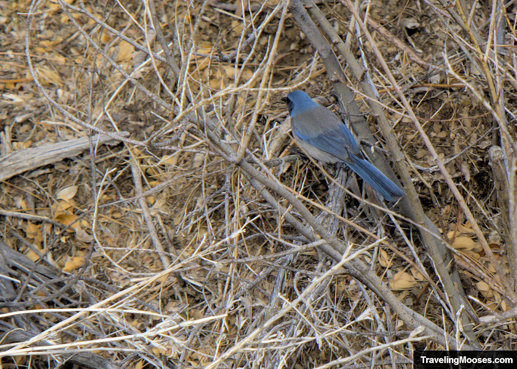 Scrub-Jay in some branches