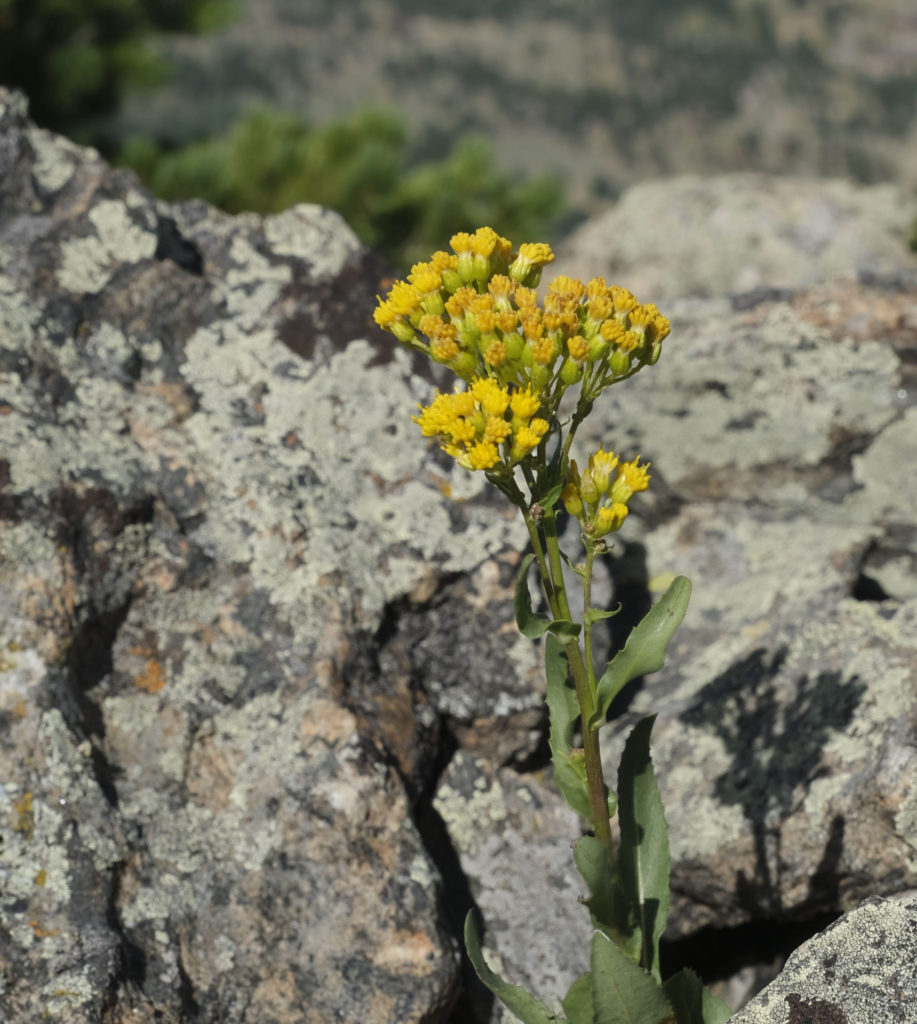 Yellow wildflowers