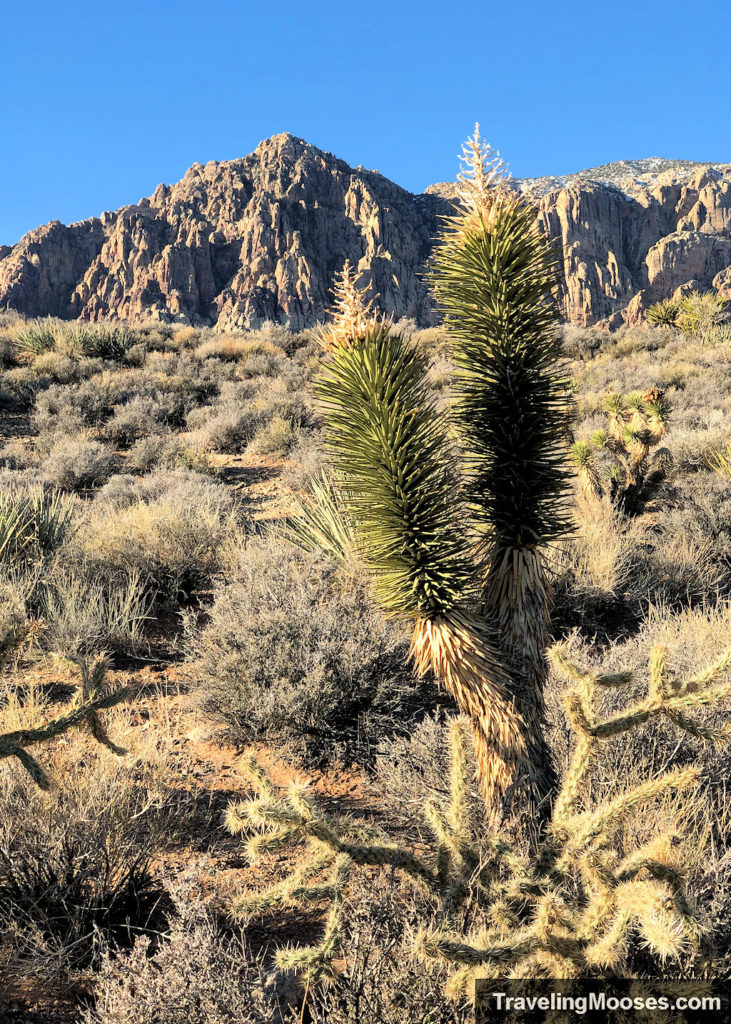 Joshua tree in Red Rock Canyon