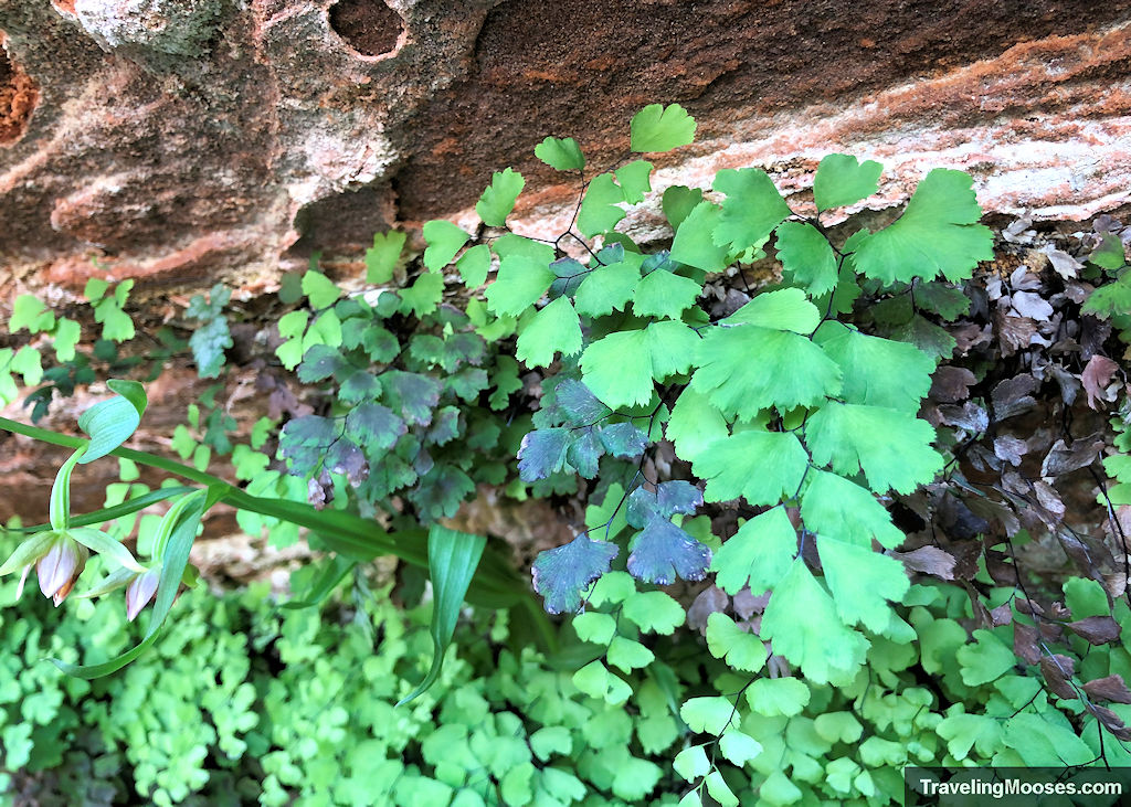 Foilage at the Hanging Gardens